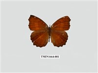 藏品(波蛺蝶)的圖片